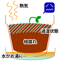 水をためると根腐れの原因に