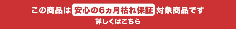 この商品は6ヵ月枯れ保証対象商品です。