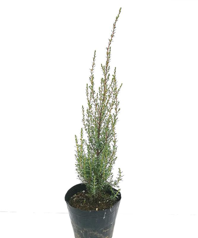 スエシカ　15cmポット　高さ30cm～50cm程度