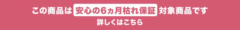 この商品は6ヵ月枯れ保証対象商品です。