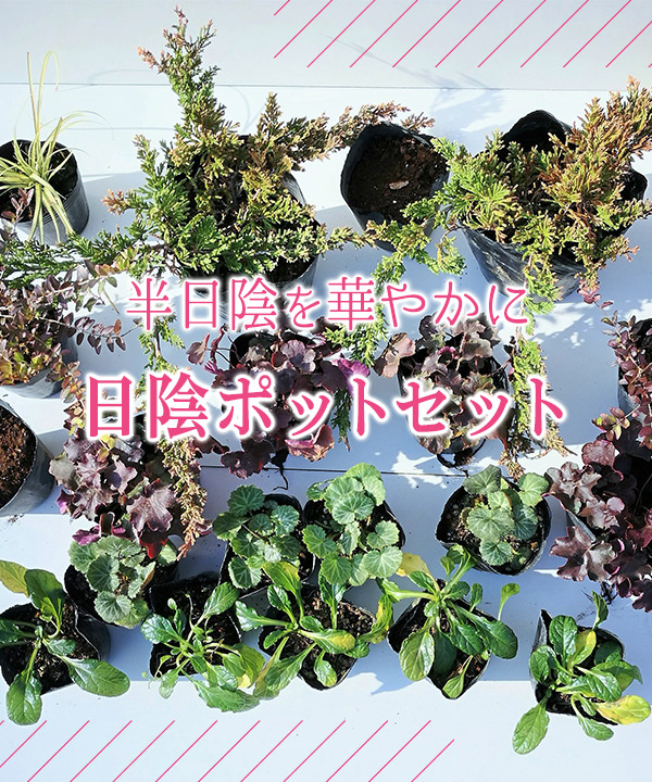 日陰ポットセット