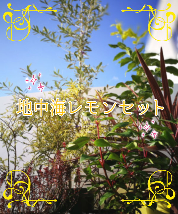 【常緑で1年中美しい】地中海レモンセット