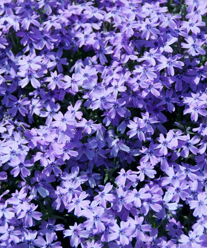 芝桜 エメラルドクッション