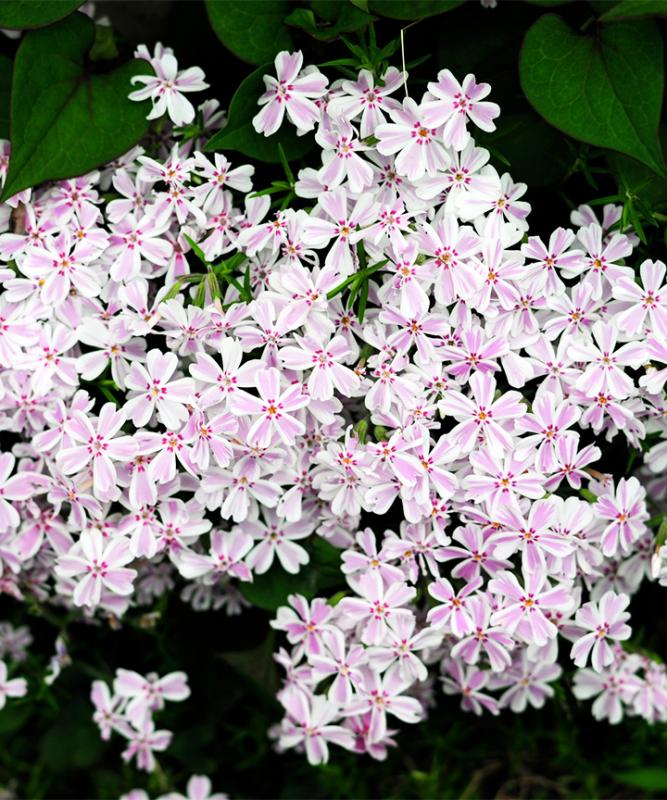 芝桜 タマノナガレ