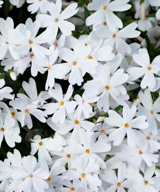 芝桜 白花