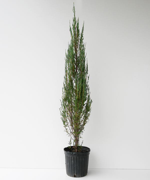 ブルーアロー　樹高70cm～1.0m　ポット直径21cm