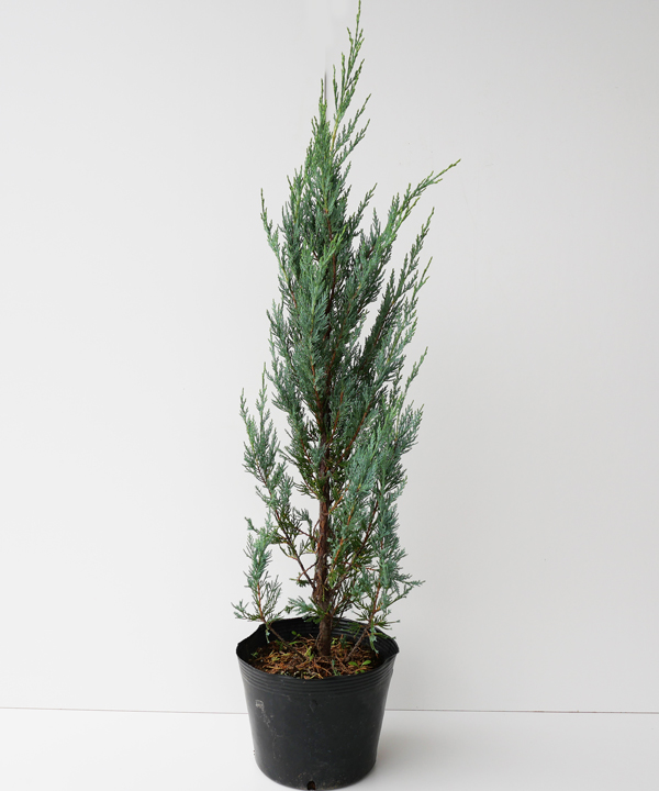 ムーングロー　樹高60cm～70cm程度　ポット直径21cm