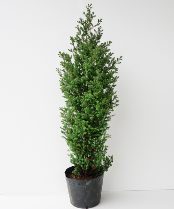 レッドスター　樹高70cm～1.0m　ポット直径21cm