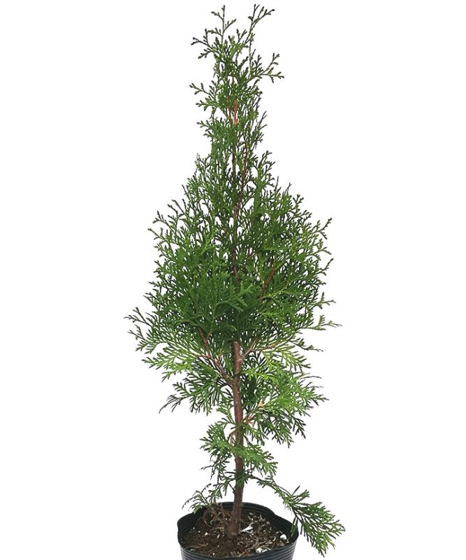 グリーンコーン　15cmポット　高さ25cm～40cm程度