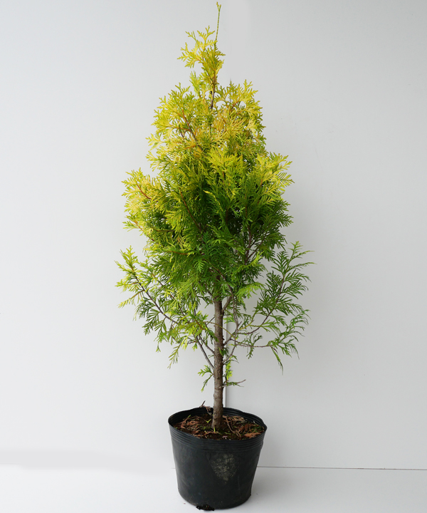 ヨーロッパゴールド　樹高70cm～1.0m　ポット直径21cm