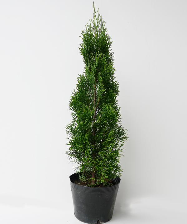 エメラルド　樹高60cm程度　ポット直径21cm
