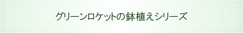 グリーンロケット鉢植えシリーズ