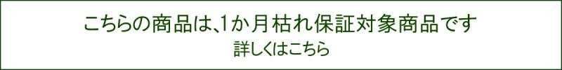 この商品は1ヵ月枯れ保証対象商品です。