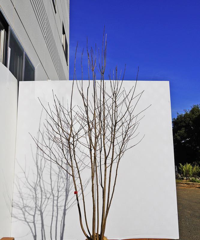baha7-19【山採り】アオハダ株立ち　雌雄不明　高さ1.9ｍ程度　不在置き了承商品