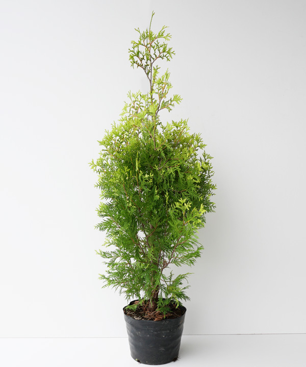 イエローリボン　樹高70cm～1.0m　ポット直径21cm