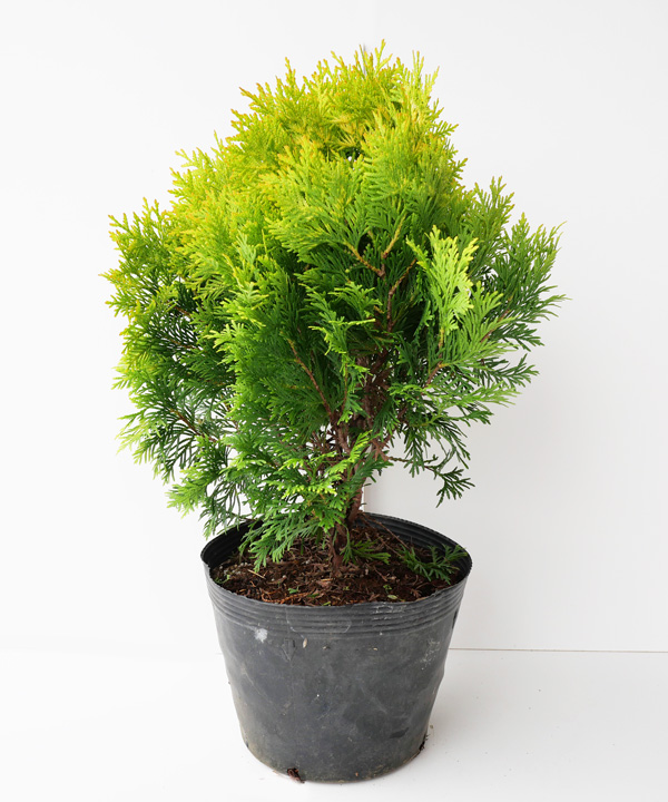 グロボーサオーレア　幅30cm程度　ポット直径21cm