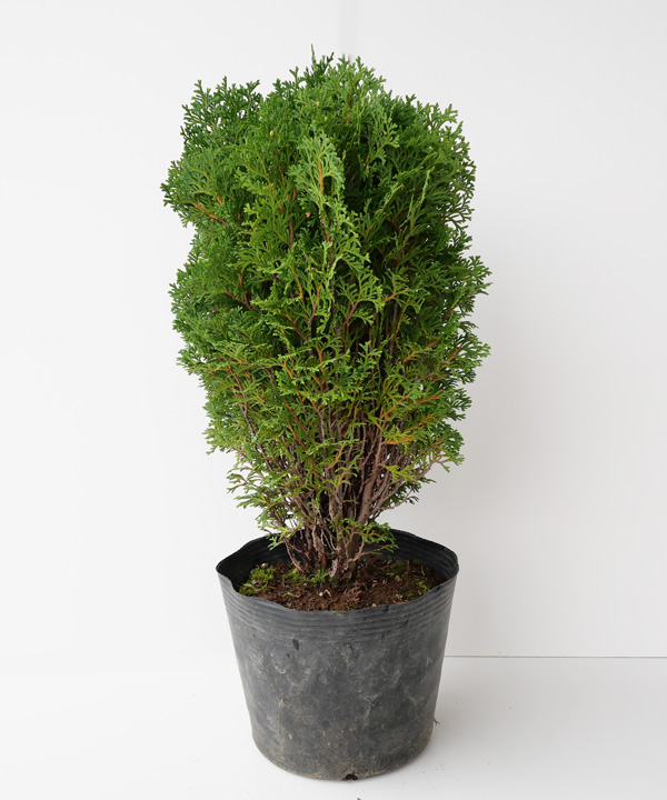 ティニティム　樹高30cm程度　ポット直径21cm
