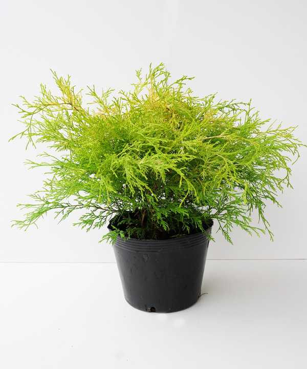 ゴールデンモップ　幅30cm程度　ポット直径21cm