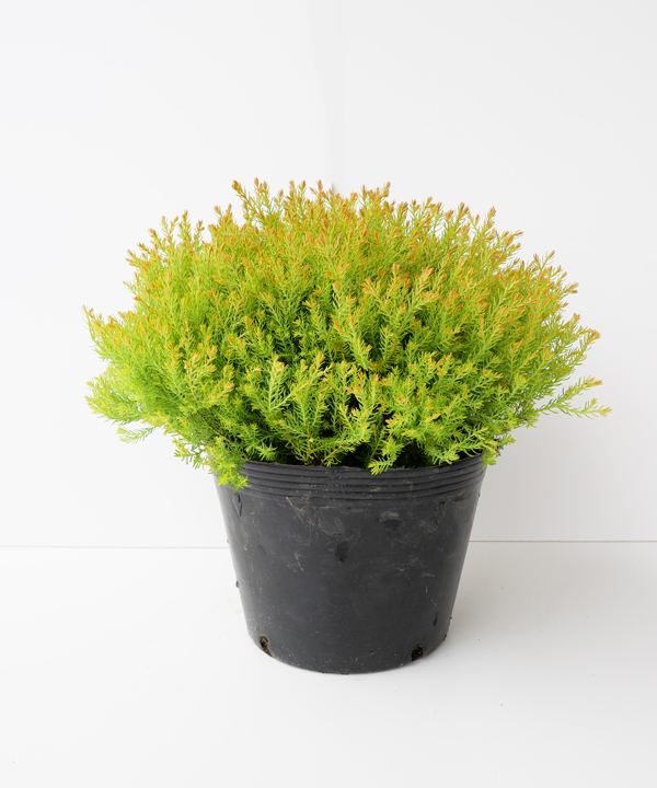 ラインゴールド 幅30cm程度 ポット直径21cm