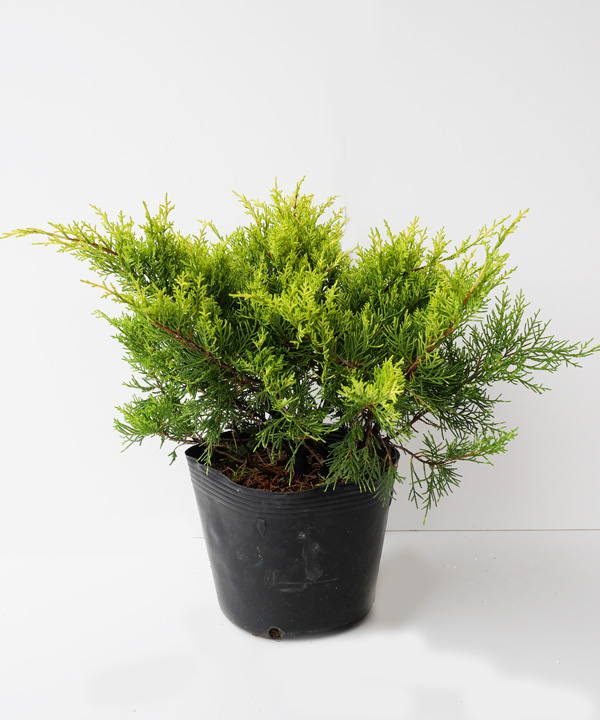 ゴールデンジョイ 幅30cm程度 ポット直径21cm