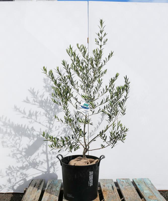 bolb3-11 鉢植えオリーブ「アルベキーナ」 高さ1.1m（全高1.4m程度）ポットサイズ10号