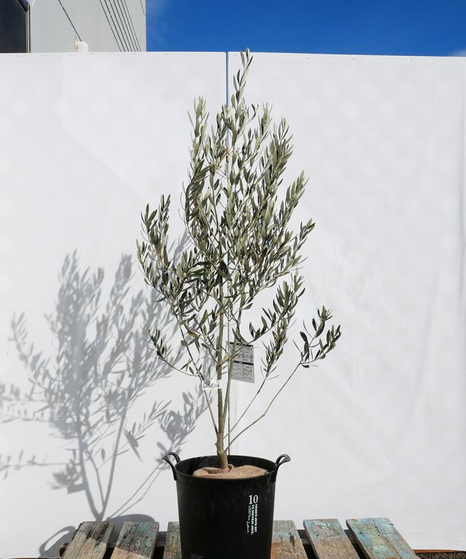 bolb5-12 鉢植えオリーブ「ミッション」 高さ1.2m（全高1.5m程度）ポットサイズ10号