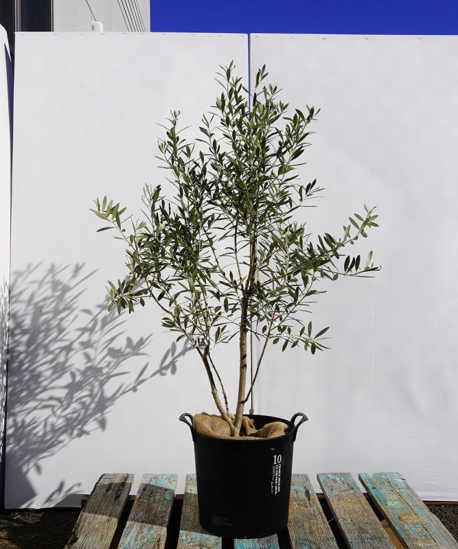 bolc5-11 鉢植えオリーブ「シプレッシーノ」 高さ1.1m（全高1.4m程度）ポットサイズ10号