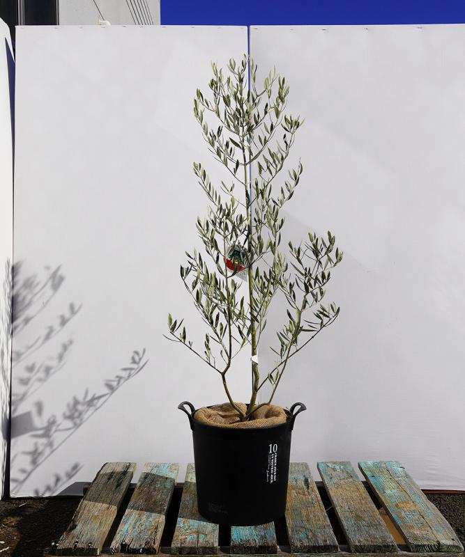 bolc4-11 鉢植えオリーブ「ピクアル」 高さ1.1m（全高1.4m程度）ポットサイズ10号