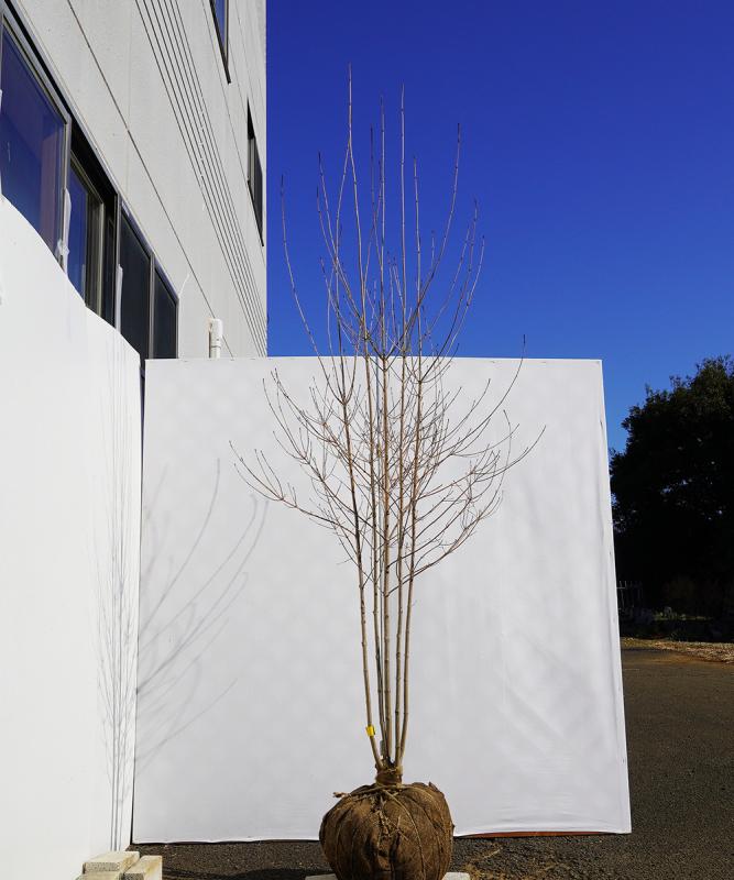 byba1-23 落葉ヤマボウシ 白花  本株立　高さ2.3ｍ　不在置き了承商品