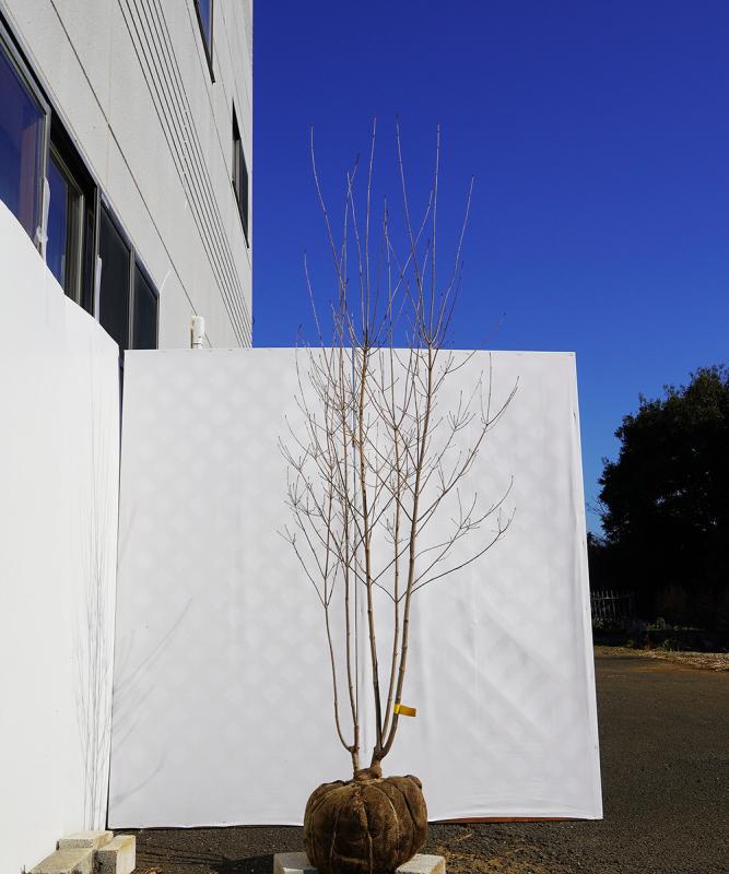 byba4-21 落葉ヤマボウシ 白花  本株立　高さ2.1ｍ　不在置き了承商品