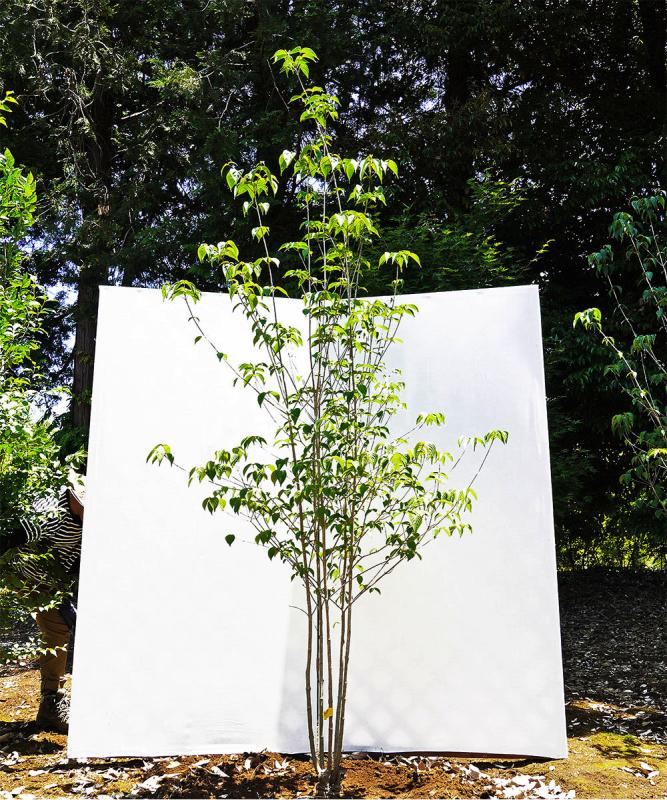 byba5-25 落葉ヤマボウシ 白花  本株立　高さ2.5ｍ　不在置き了承商品