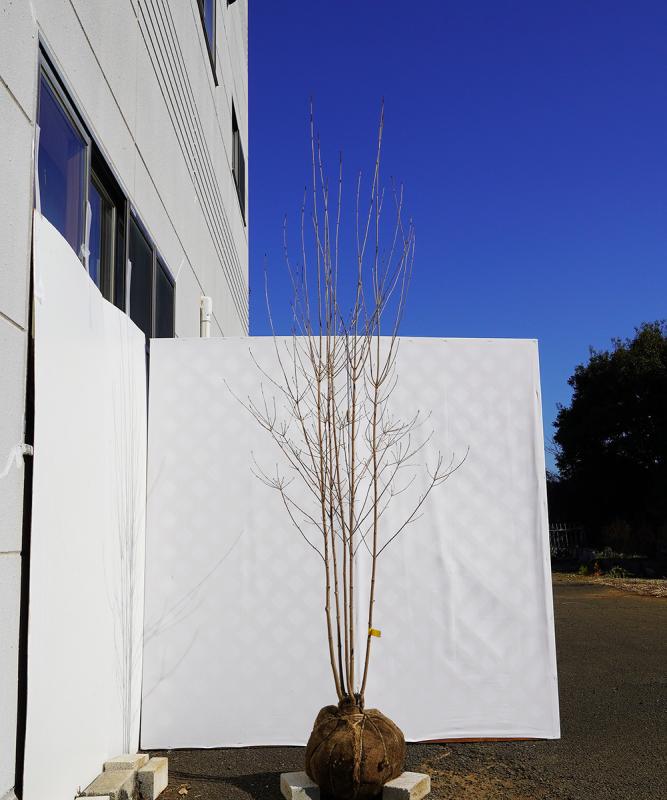 byba6-23 落葉ヤマボウシ 白花  本株立　高さ2.3ｍ　不在置き了承商品