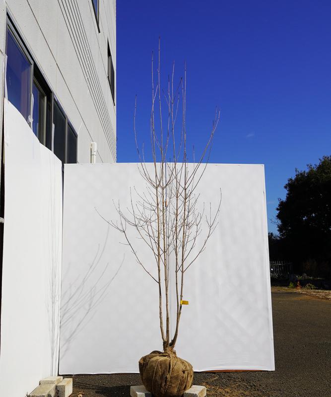 byba8-23 落葉ヤマボウシ 白花  本株立　高さ2.3ｍ　不在置き了承商品