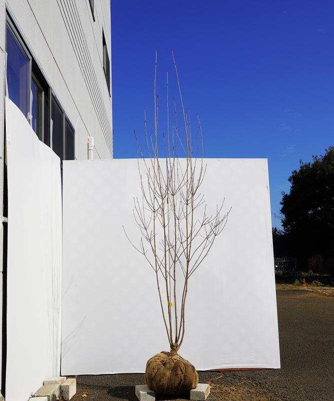 byba9-22 落葉ヤマボウシ 白花  本株立　高さ2.2ｍ　不在置き了承商品