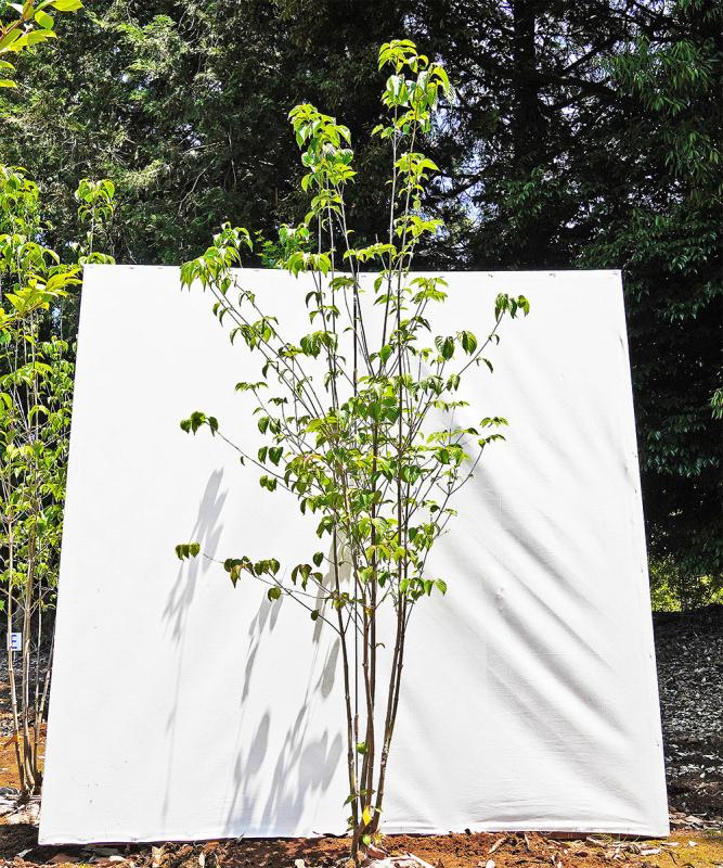 byba10-22 落葉ヤマボウシ 白花  本株立　高さ2.2ｍ　不在置き了承商品