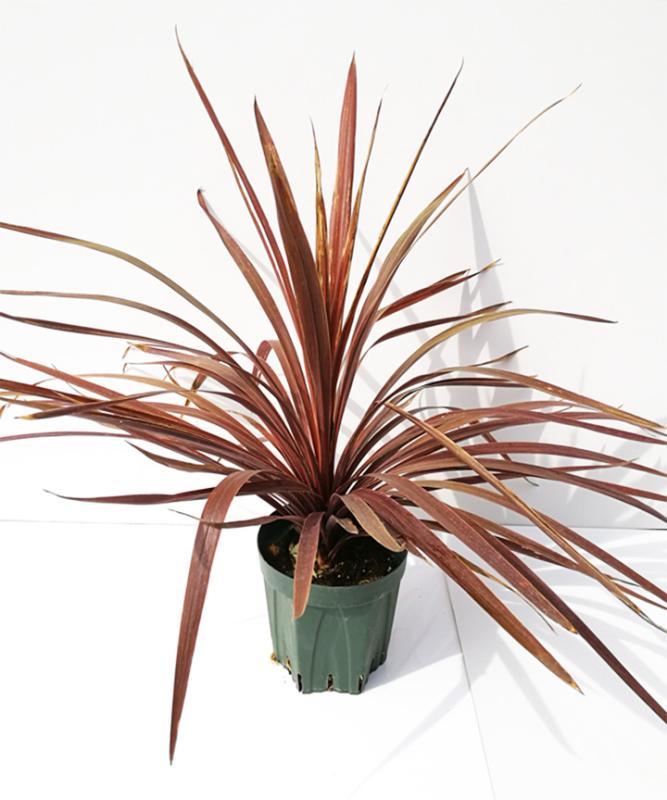 コルジリネ赤葉（銅葉）高さ30cm～50cm程度