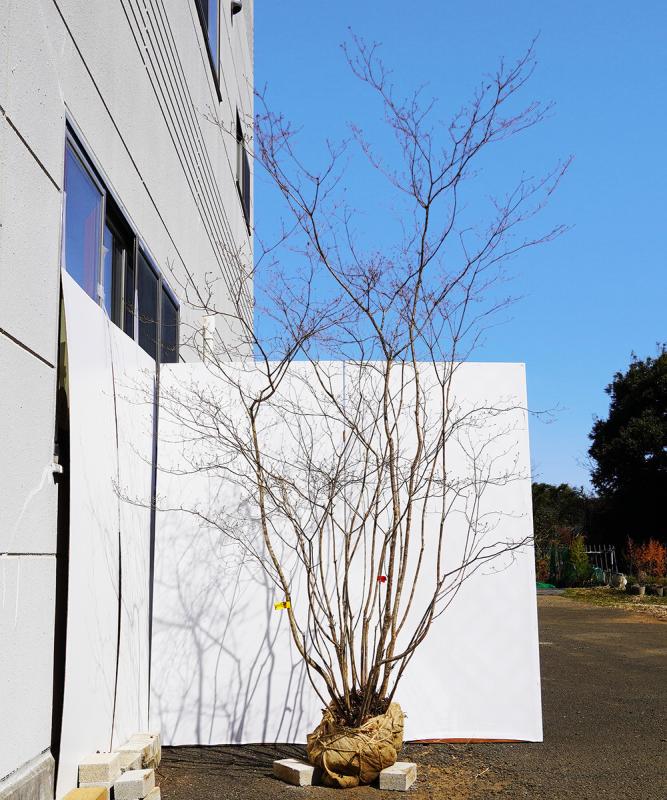 山採り自然樹形イロハモミジ販売 秋元園芸