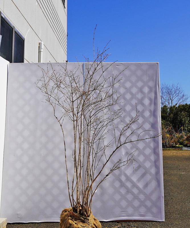 bxxd5-18 【山採り】ウグイスカグラ　高さ1.8ｍ程度　不在置き了承商品