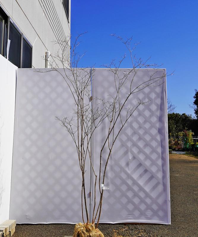 bxxd6-18 ミツバウツギ　高さ1.8ｍ程度　不在置き了承商品