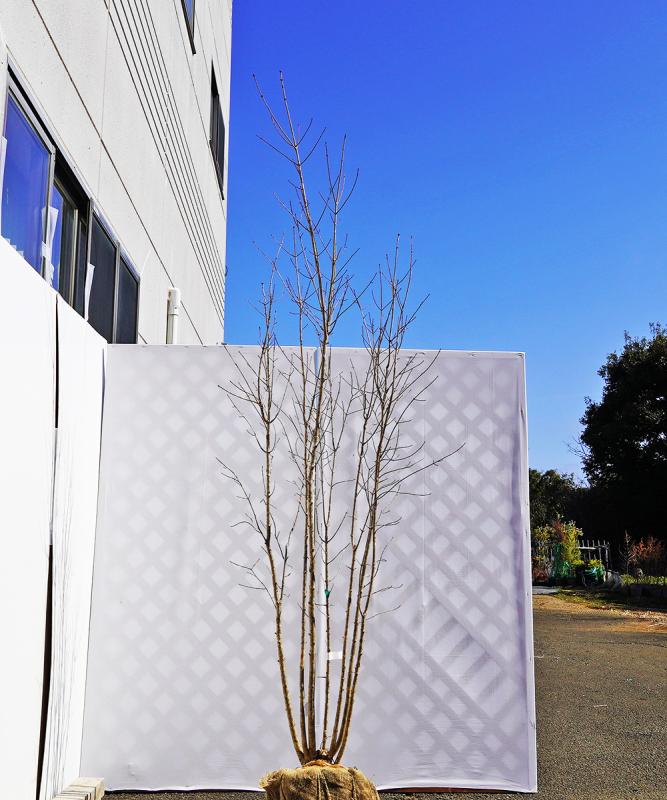 bxxd12-25【山採り】ネジキ　高さ2.5ｍ程度　不在置き了承商品