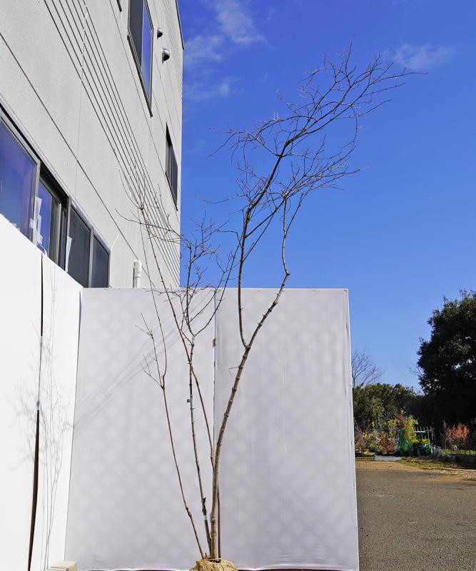 bxxd18-29【山採り】ガマズミ　高さ2.9ｍ程度　不在置き了承商品