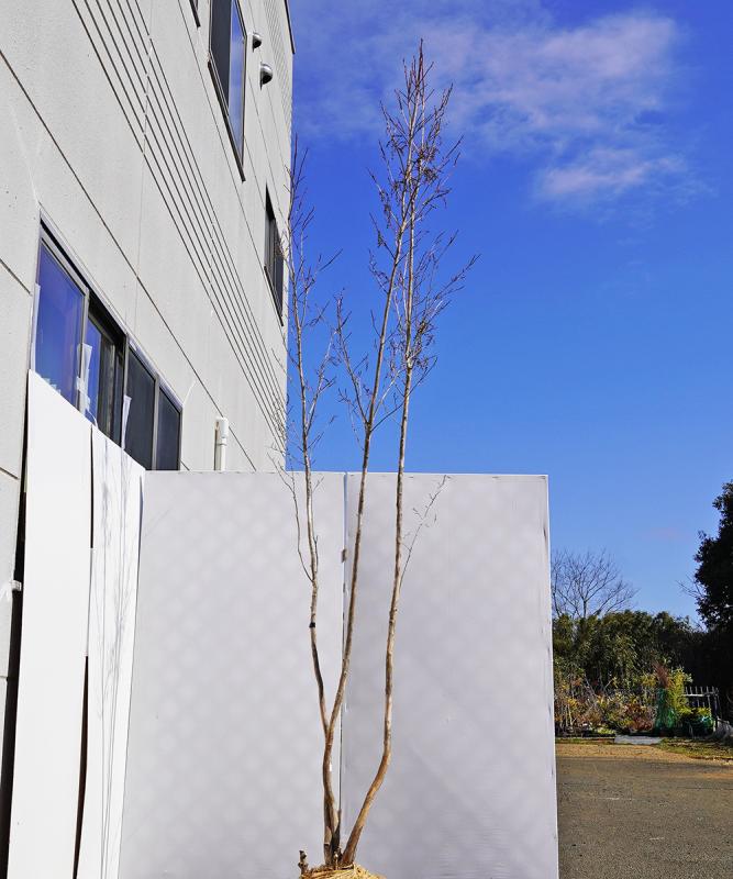 bxxd19-33【山採り】ネジキ　高さ3.3ｍ程度　不在置き了承商品