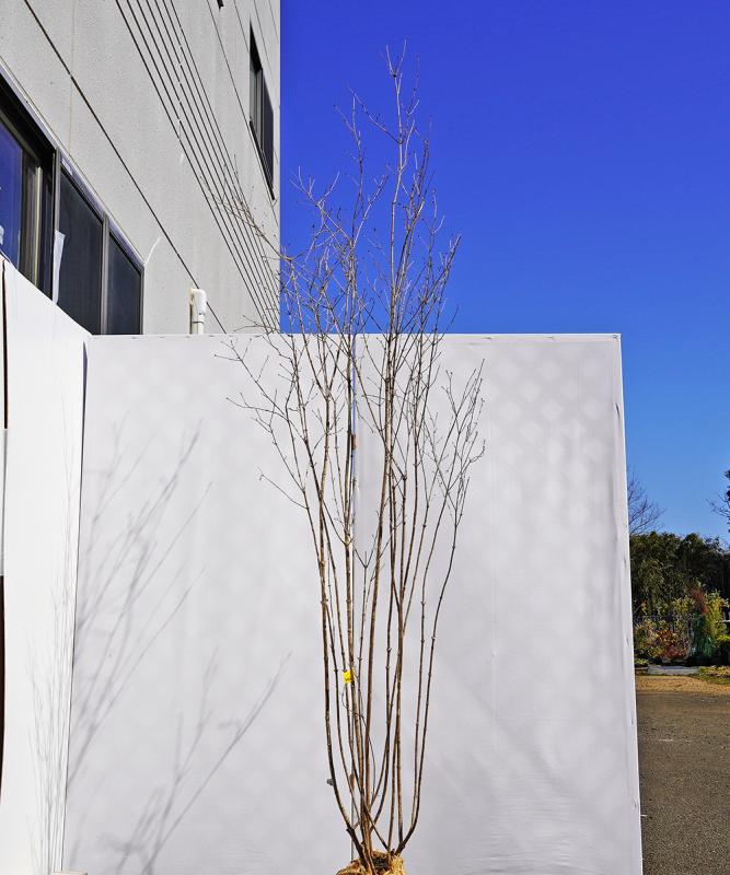 botb24-23【山採り】オトコヨウゾメ　高さ2.3m　不在置き了承商品