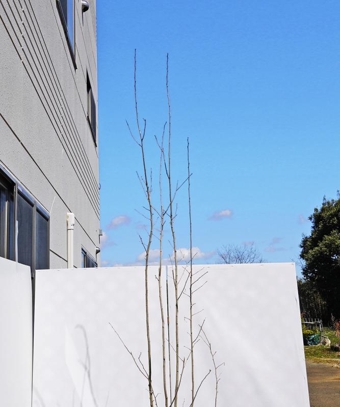 山採り天然　アオダモ　６本立ち　71 山採り天然 アオダモ 六本立ち71