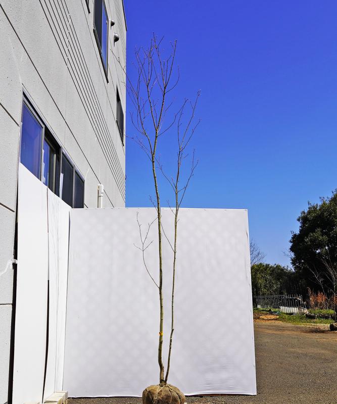 30 山採りコハウチワカエデ