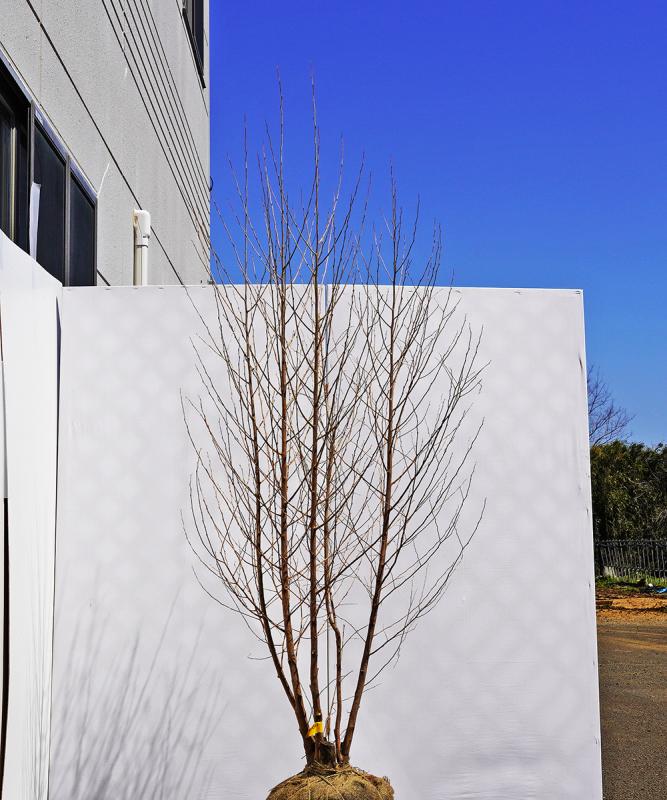 begd1-21  エゴノキ 本株立ち　高さ2.1m　不在置き了承