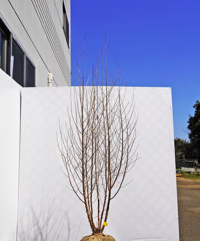 begd6-19  エゴノキ 本株立ち　高さ1.9m　不在置き了承