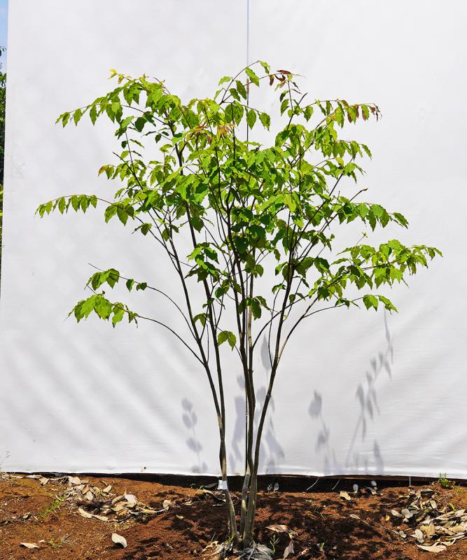 btrc8-14  ツリバナ 高さ1.4m　不在置き了承商品
