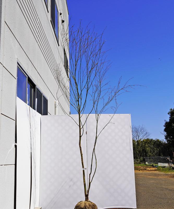 bmjb3-31 【山採り】イロハモミジ 本株立ち　高さ3.1ｍ　不在置き了承商品