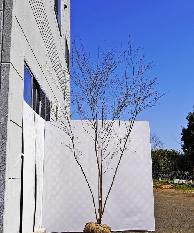 bmjb4-29 【山採り】イロハモミジ 本株立ち　高さ2.9ｍ　不在置き了承商品